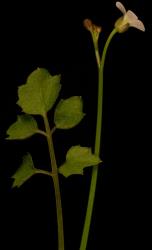 Cardamine dolichostyla. Inflorescence and cauline leaf.
 Image: P.B. Heenan © Landcare Research 2019 CC BY 3.0 NZ